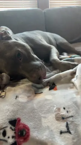 #dogsoftiktok #bluenosepitbull #disneydogsoftiktok #pittiesoftiktok #dogsoftiktokviral 