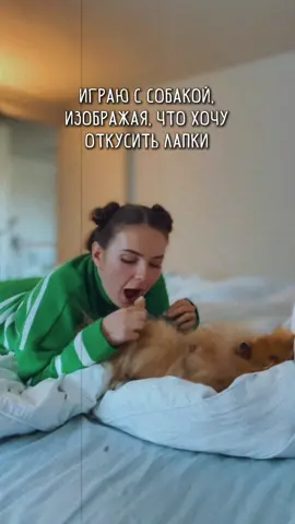 Ещё и за ж🍑пу могу укусить 😅 #leyavik #pomeranian #pom #шпицуля #собака 