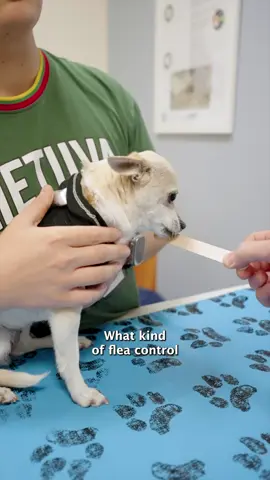 Uh, could you repeat that? 🫢 #covinaanimalhospital #peanutbutter #funnyvet #petcarehumor #fleanomore #petlovers #vetlife