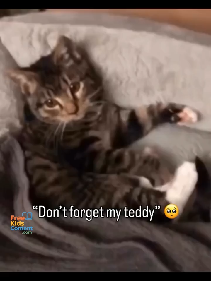 Just when you think your heart can’t handle more fluff… this happens 💕🐱 #fyp #viral #cute #pets #catsoftiktok #momlife #bedtime #kitten #kitty #meow