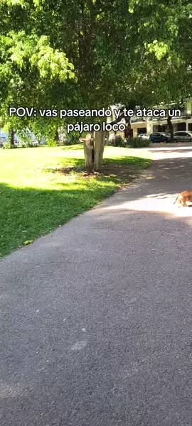 pájaro loco #perritosalchicha #fyp #orejas #pajaroloco 