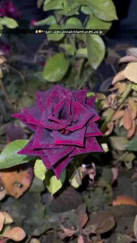 بو چی😅💔#bazi #barzani #imvrou✅ #fypシ゚viral #baruzhi 