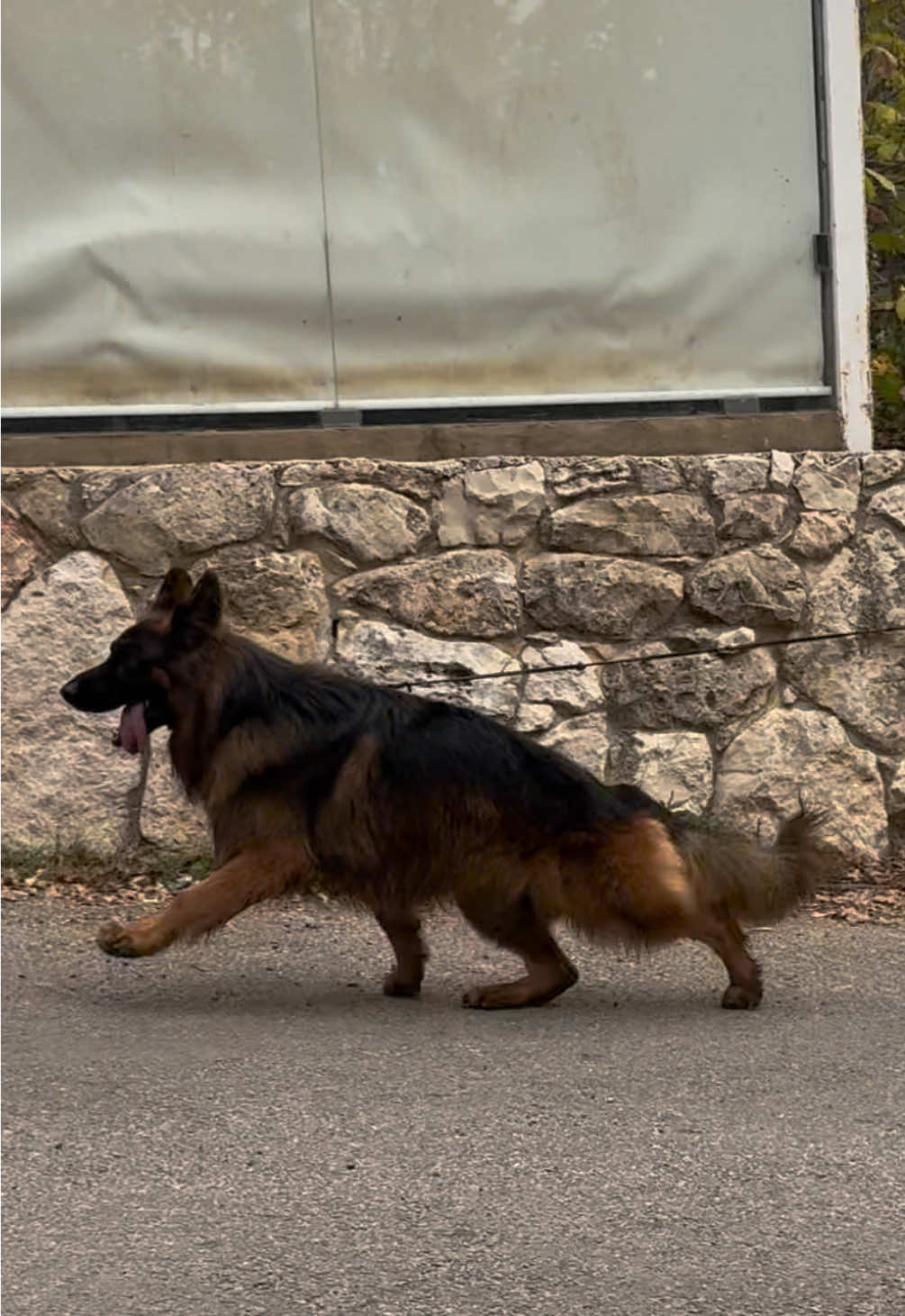 #kaven #germanshepherd #tiktokviral #lebanon🇱🇧 #foryoupage 