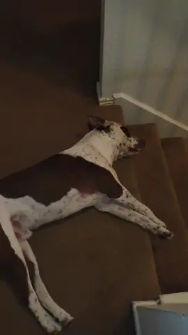 My boy Bronze. #myfurbaby #gottalovehim #PetsOfTikTok #massfollowing🔥🔥 