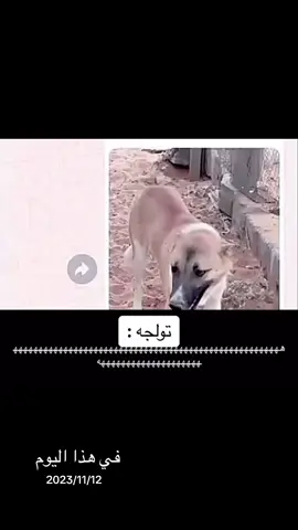 #في_مثل_هذا_اليوم 