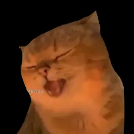 #fyppppppppppppppppppppppp #newcatmeme #gato #car #labubu 