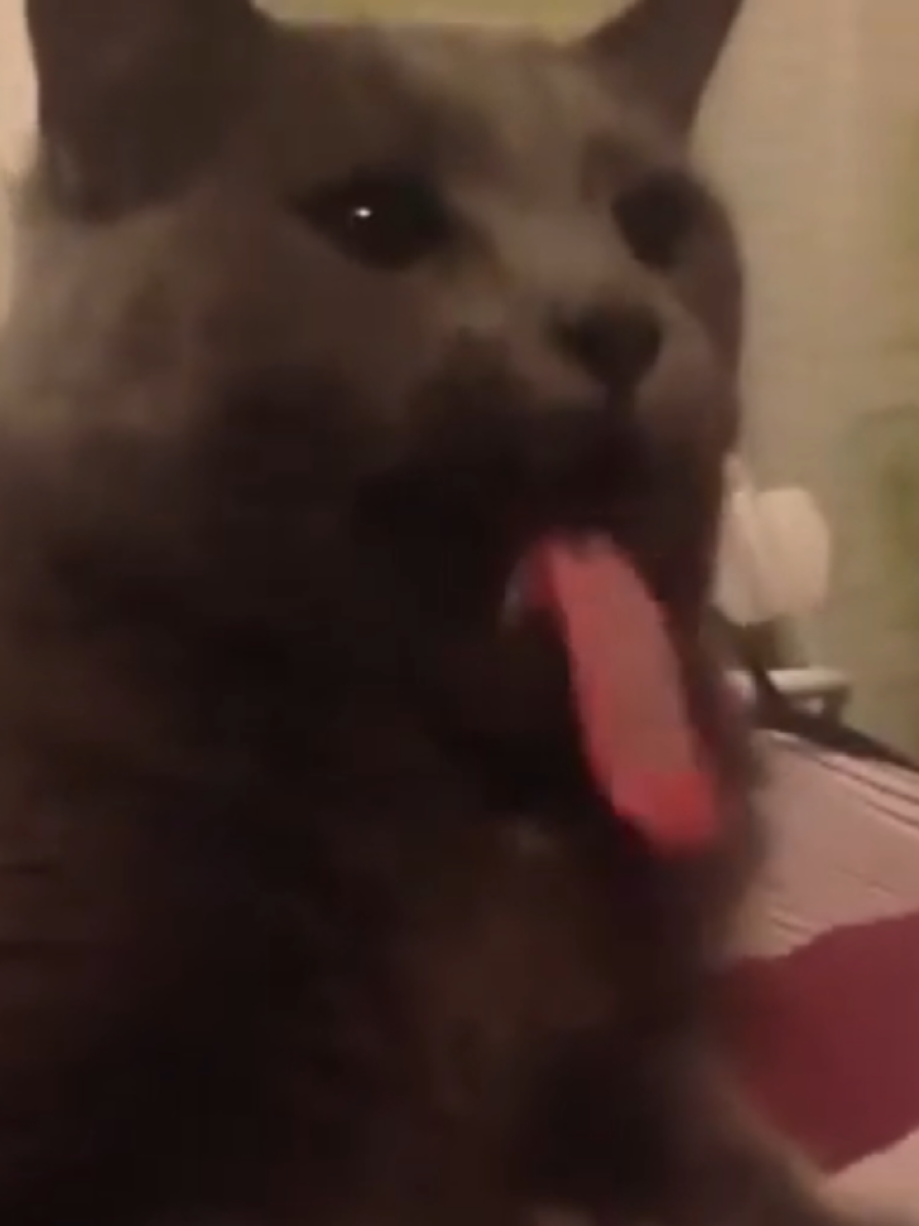 #mini #fupシ #LOL #cat #cats 