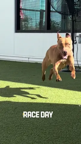 POV: Daisy has the zoomies 🏎️🏁 #zoom #adoptme #zoomies #dog 