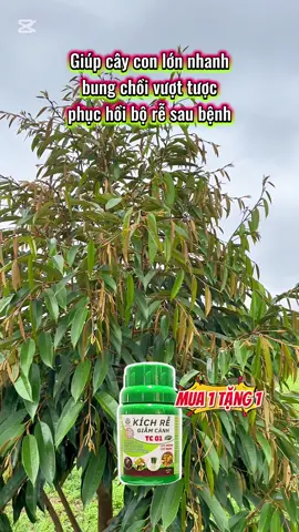 Giúp cây con lớn nhanh bung chồi vượt tược phục hồi bộ rễ sau bệnh#xuhuong #nongnghiep #durian #saurieng #lamvuon 