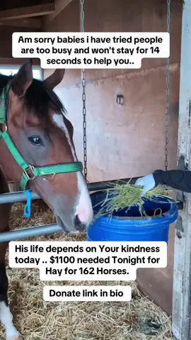 Am sorry babies i have tried people are too busy and won't stay for 14 seconds to help you.. #trend #fyp #fypシ #reels #horse 