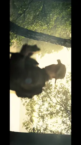 Wypalaniala historia o chłopakach z lasu 