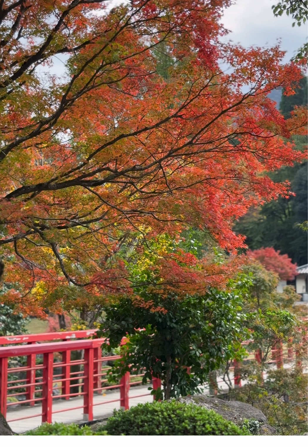 MOMO紅葉#雰囲気 #大分#耶馬溪#紅葉 