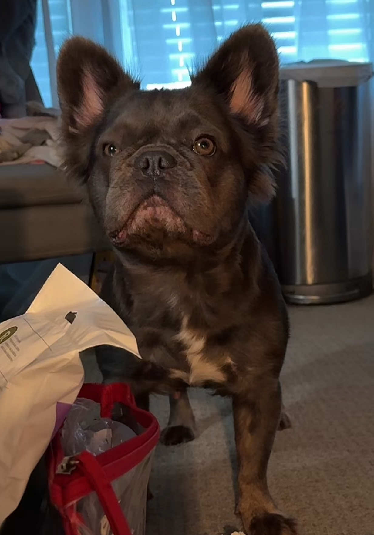 Lola trying to get Honey some tips on how this motherhood thing works. Honey is unphased. 🙄#frenchiesoftiktok #frenchie #frenchiepuppies #frenchbulldog #frenchiemoments 