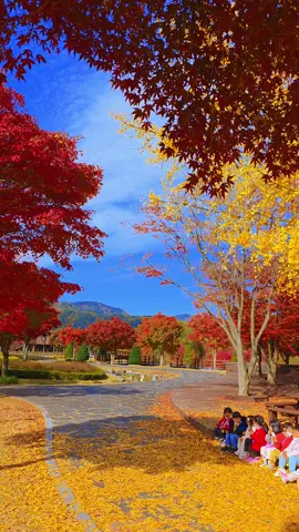 웅장한 산아래 펼쳐진 단풍산책로 주차비(입장료없음) 2025년 11월11일 #정읍 #내장산 #단풍 #산책로 #가을 