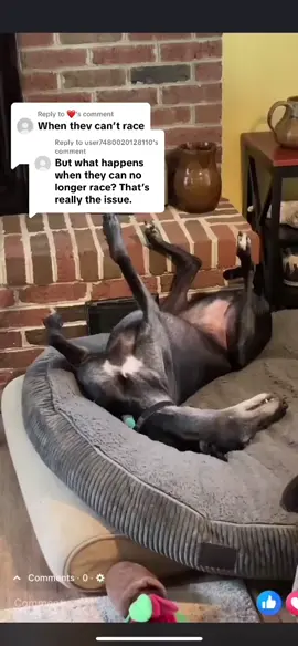 Replying to @user7480020128110 I don't see an issue. Retired racers are THE best💕 #dogs #dogsoftiktok #retired #living #loved 