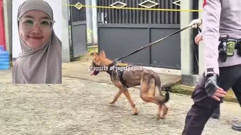 Kepolisian Resor Kota (Polresta) Manokwari saat melakukan Olah TKP di sejumlah titik pasca korban dilaporkan hilang.  Saat ini, polisi juga masih tengah memburu pelaku perampokan disertai penculikan korban, yang merupakan istri salah satu pegawai Kantor Pelayanan Pajak (KPP) Pratama Manokwari.  #HUKUM #kriminal  #POLRESTA #MANOKWARI #POLISI 