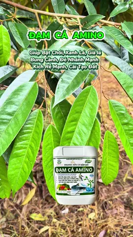 ĐẠM CÁ AMINO - Giúp Bật Chồi, Xanh Lá, Già lá, Bung Cành, Đẻ Nhánh Mạnh , Kích Rễ Mạnh, Cải Tạo Đất#xuhuong #saurieng #nongnghiep #durian #nongdan 
