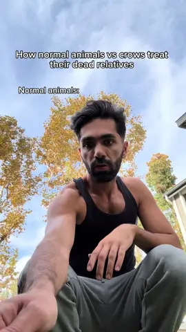 How normal animals vs crows treat their dead relatives. #fyp #humor #joke 