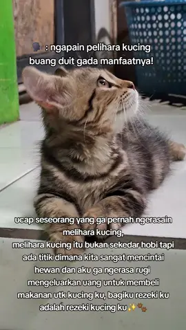 Doain meowmy rezekinya lancar terus ya meico😘 #catlover #kucingkesayangan #catsoftiktok #munchkincat #kitten 