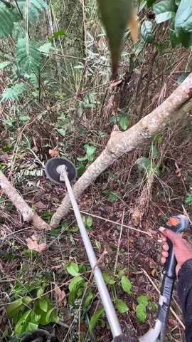 #roçadeira #vidanocampo #vidanarroça #popular #agro 