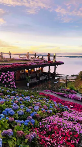 Thời tiết Đà Lạt dạo này hay bị cảm, cảm thấy yêu Đà Lạt vô cùng… 📍 Săn Mây tại Tiệm cà phê Miền Du Mục  #dalatreviewtravel #latnoitravel #miendumuc 