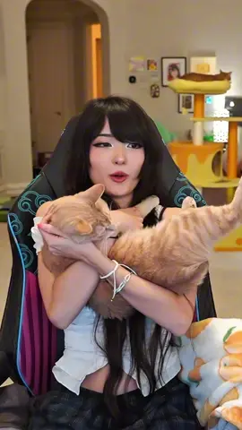 Emiru is back streaming with cheddar #streamer #emiru #emiruclips #cat 
