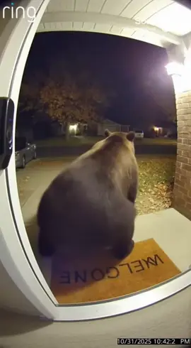 This bear gyat moves (song: ilyTOMMY - pretty ho3) #ilytommy #hoodtrap #bear #ai #tiktok 