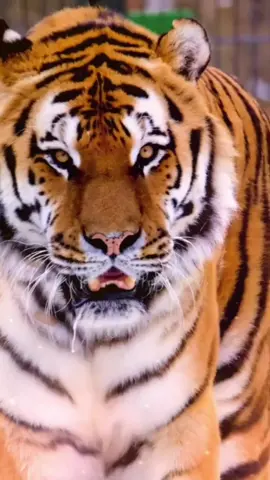 SEJA UM TIGRE  #CapCut  #Tigre #Motivacional #Sertanejo10 