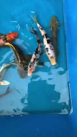 Lestroke ikan arr 🫡 #pemkey #mylife #fish 