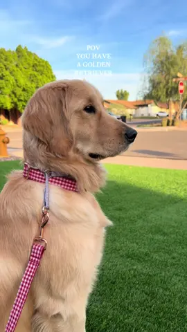 Kitty cat patrol🫡 #goldenretriever #goldenretrieverlife #goldenretrieverpuppy #dog #puppy 
