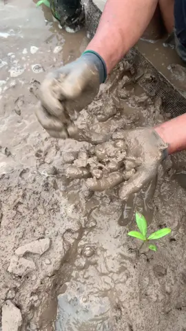 #sòhuyết #sònuôi #xuhuong2023 #xuhuongtiktok #trending 