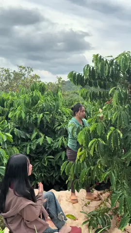 Nyab tiam 2025 #xuhuongtiktok  #giaitri  #haihuoc  #hmoobtiktok 