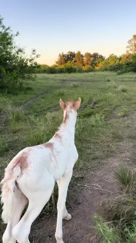 Apolo conoce a las vacas