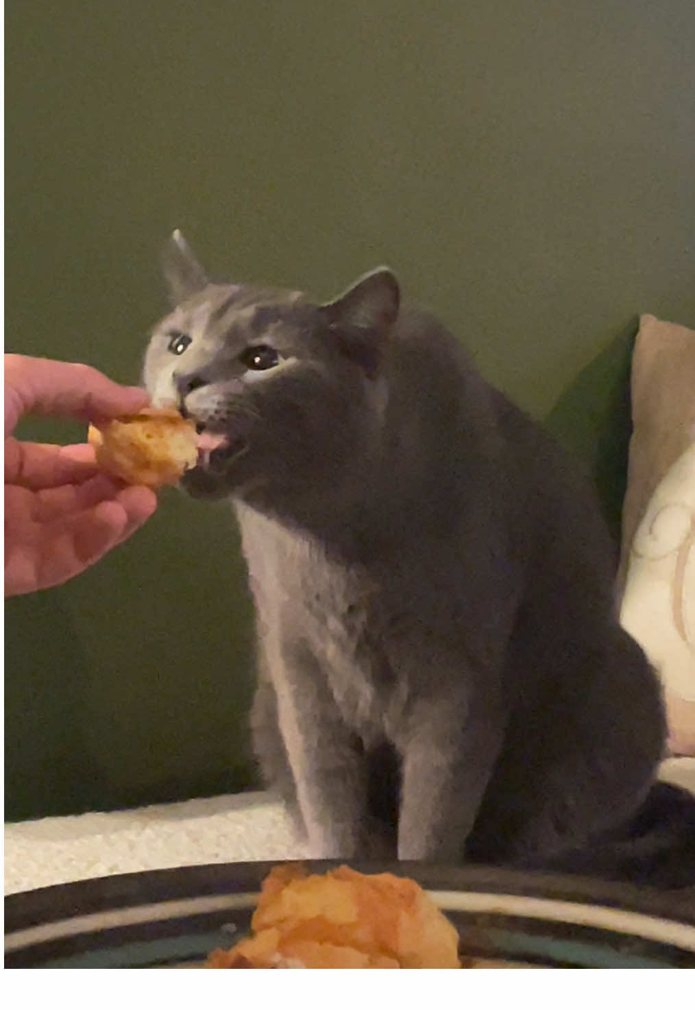 Turbo really wanted to try a cheddar biscuit  #cattok #cheddarbaybiscuits #graycat #aww 