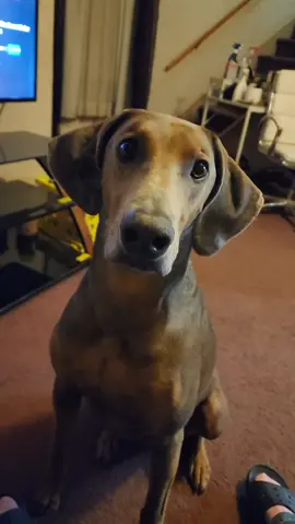 #Maverick❤️ was such a good boy so he got a good boy treat. #dogsoftiktok #PetsOfTikTok #spoileddog #goodestboy 