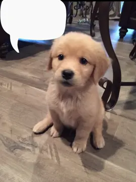 você é mais forte do que pensa! #foryou #ludoviajante #dog #filosofando #viral 