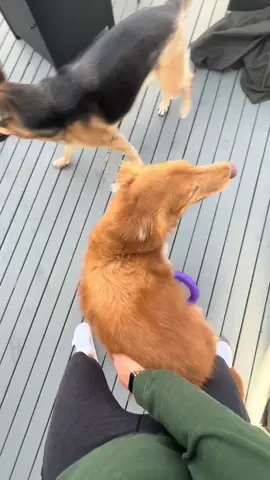 Just adding to your daily dose of twerking dog.