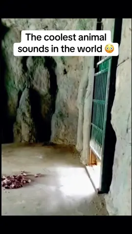 What other cool animal sounds are there?