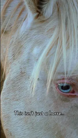 Freedom isn’t free— and neither are the ones who carry it in their bones. Today, we honor our veterans… May the wild horses always remind us what they fought for. 🐎🇺🇸