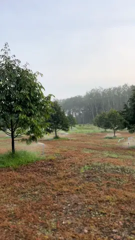 มีราคาที่ต้องจ่ายมากมายในระหว่าง “การเติบโต” บางคนจ่ายด้วย “หัวใจ” บางคนจ่ายด้วย “บทเรียน” #สวนนายอ๋ง #ทุเรียนหมอนทอง #เคียนซาสุราษฎร์ธานี #พ่วงพรมคร #สวนทุเรียนสุราษฎร์ธานี 