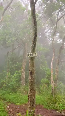 setenang ini gunung ringgit situbondo #gunungringgit #pesonasitubondo_id #situbondo #situbondojawatimur 