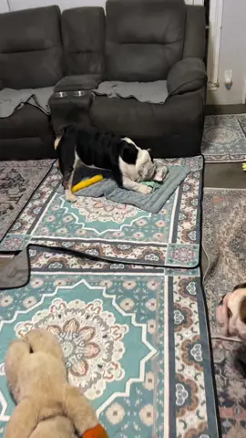 Pinche Chente y Canelo 🤦🏻‍♀️🤣🙏🏼♥️🐻🐶🐶🐶🐾🐾🐾🐾 #bearcanelochenteforever #chente #canelo #comochinga #soblessed 