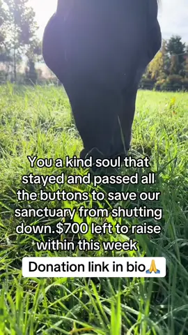 #horse #unitedstates #germany #sanctuary 