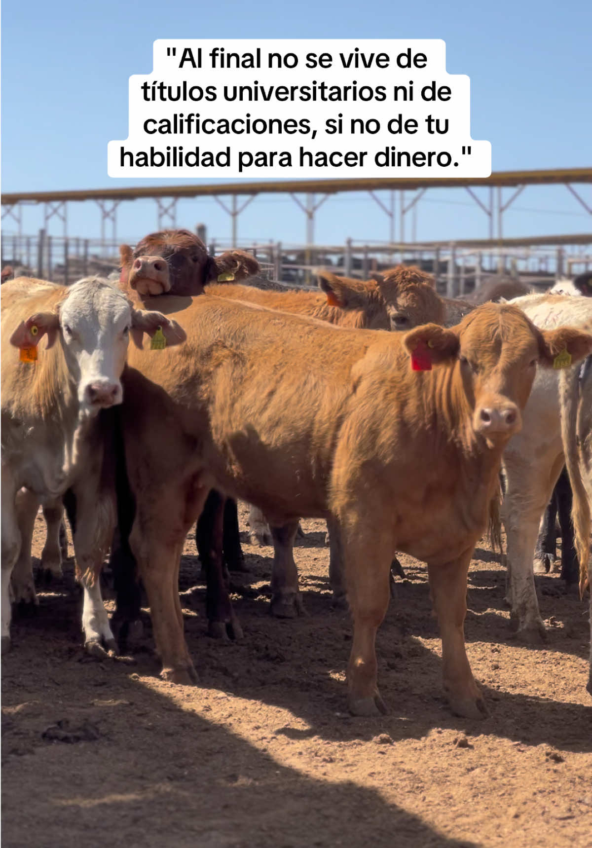 Awevo ! 😮‍💨🤑💸💵 #ganado #toros #rancho #corral #paratodosdetiktok♡ 