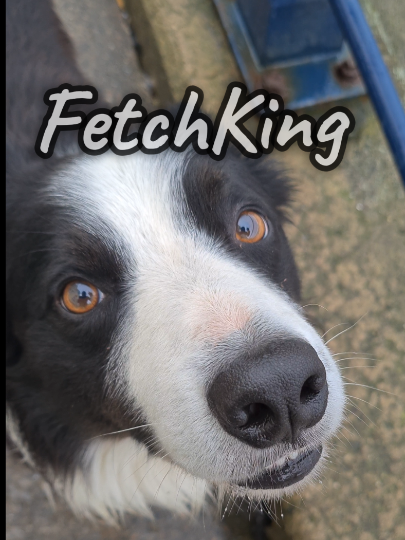 A Border Collie Challenge