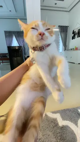 Tak kintung kintang tut,tak kintung kintaaang tut 👹😻💃🏻💃🏻 #como #kucinglucu #kitten #fyp #lucu