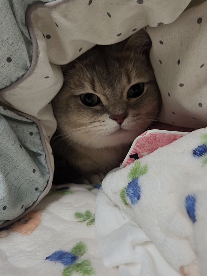 자기가 스스로 보쌈되는 고양이 #cat #fyp 