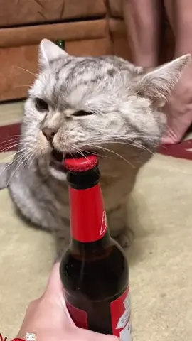 Cats like to help humans 🐱😂😂#cat #tiktok #funnycat #usa🇺🇸 #catsoftiktok 