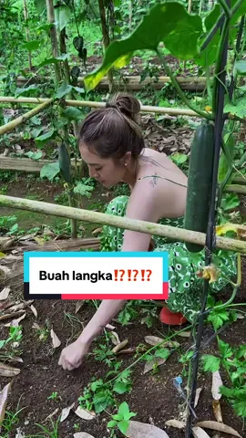 Kalau vt ini lewat branda kalian kabarin ya 