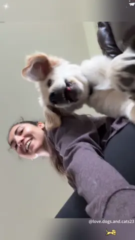 Funny Golden Retriever puppy.#goldenretriever #puppy #funny #cute #fyp 